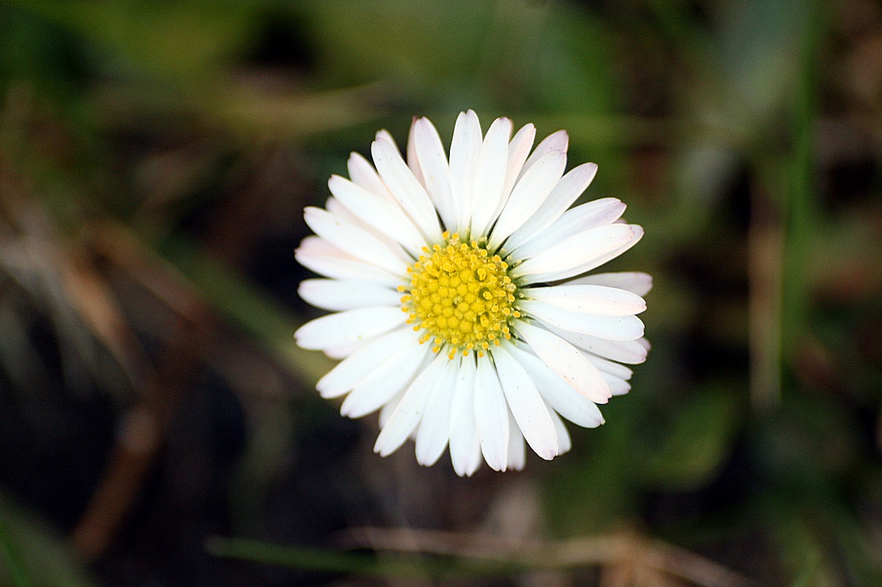 daisy  blossom  bloom free photo