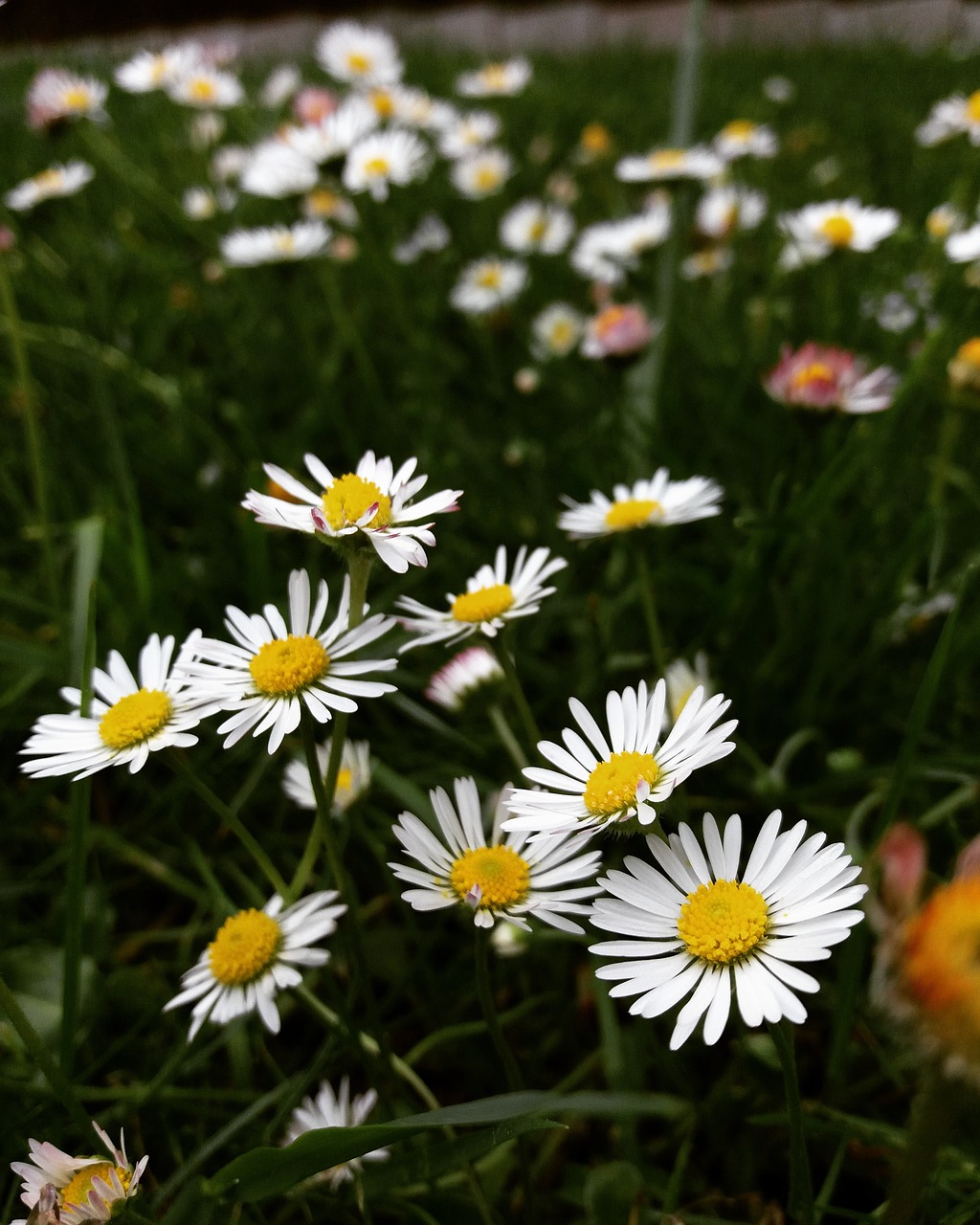 daisy  meadow  flowers free photo