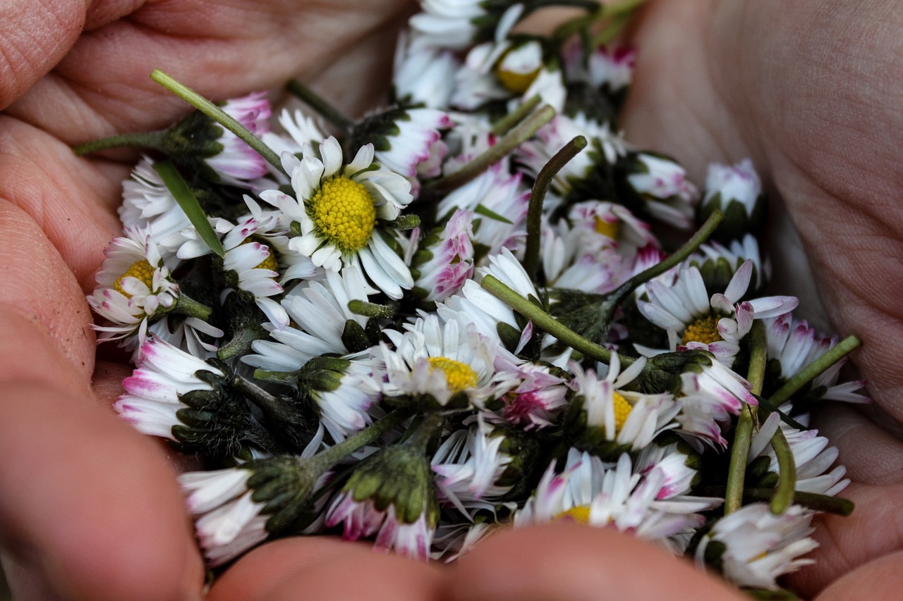 daisy  flower  hands free photo