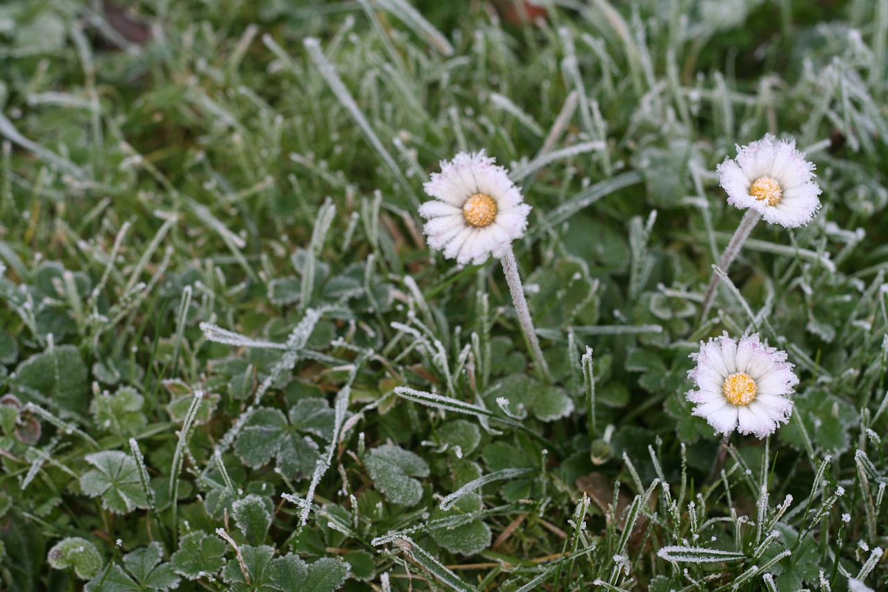 daisy ice meadow free photo