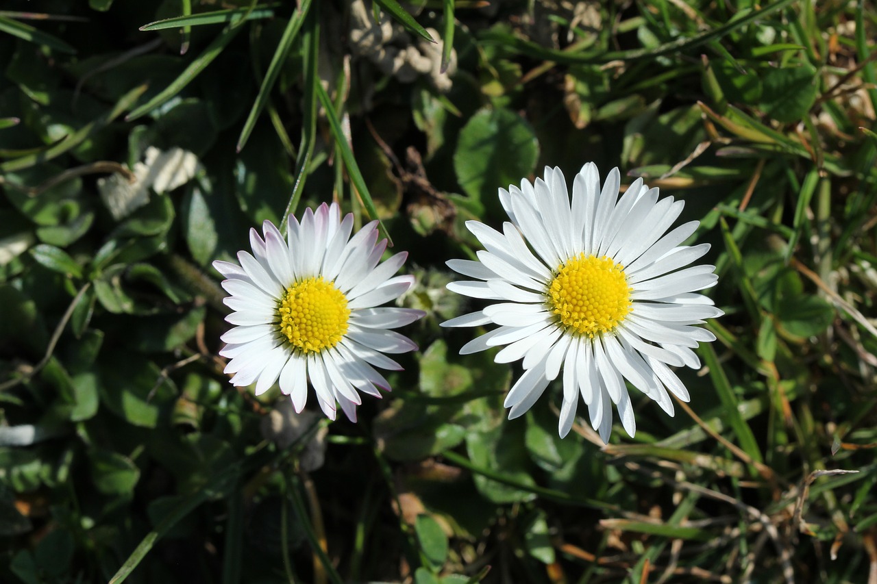 daisy  spring  garden free photo