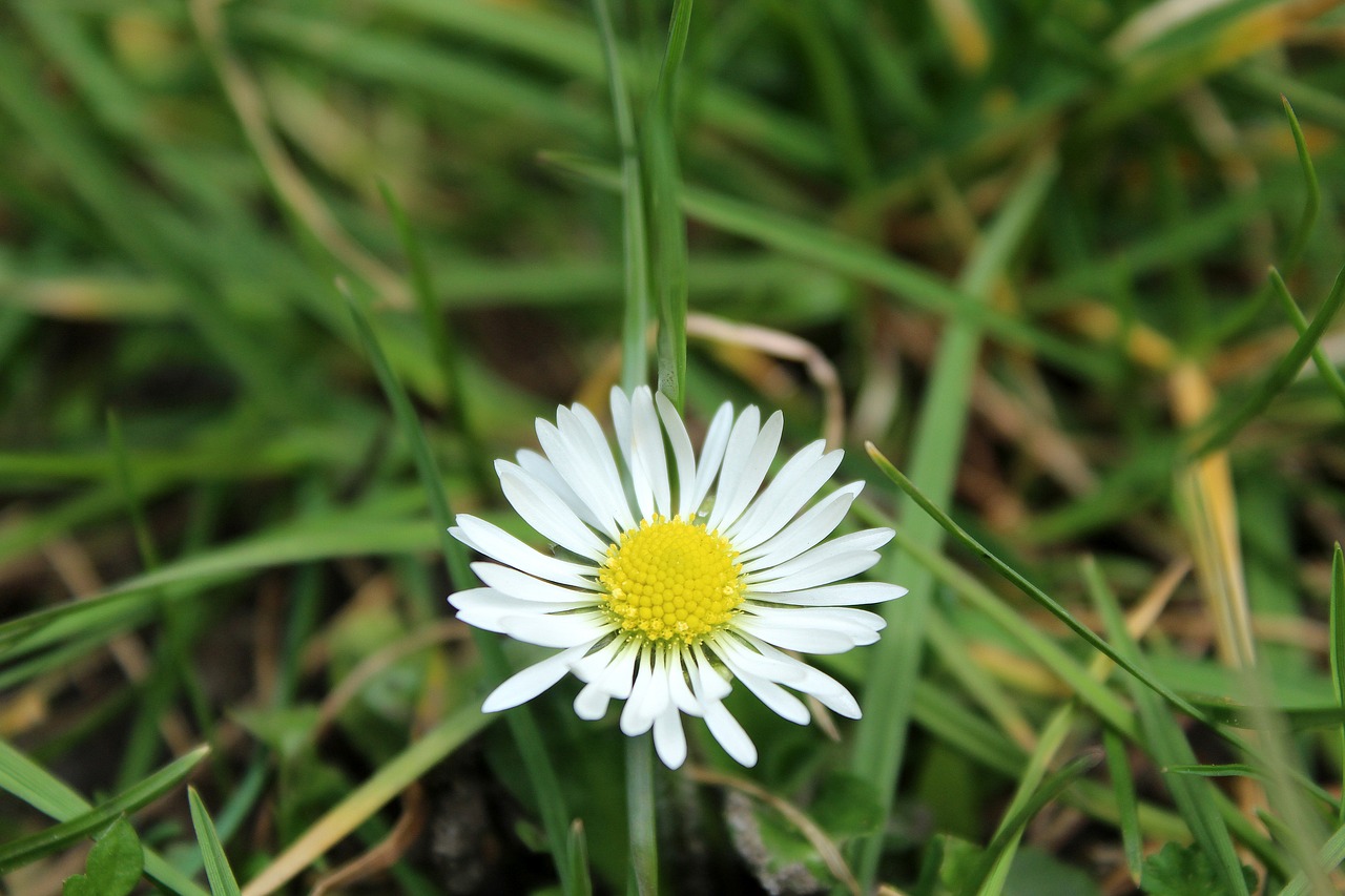 daisy  meadow  spring free photo