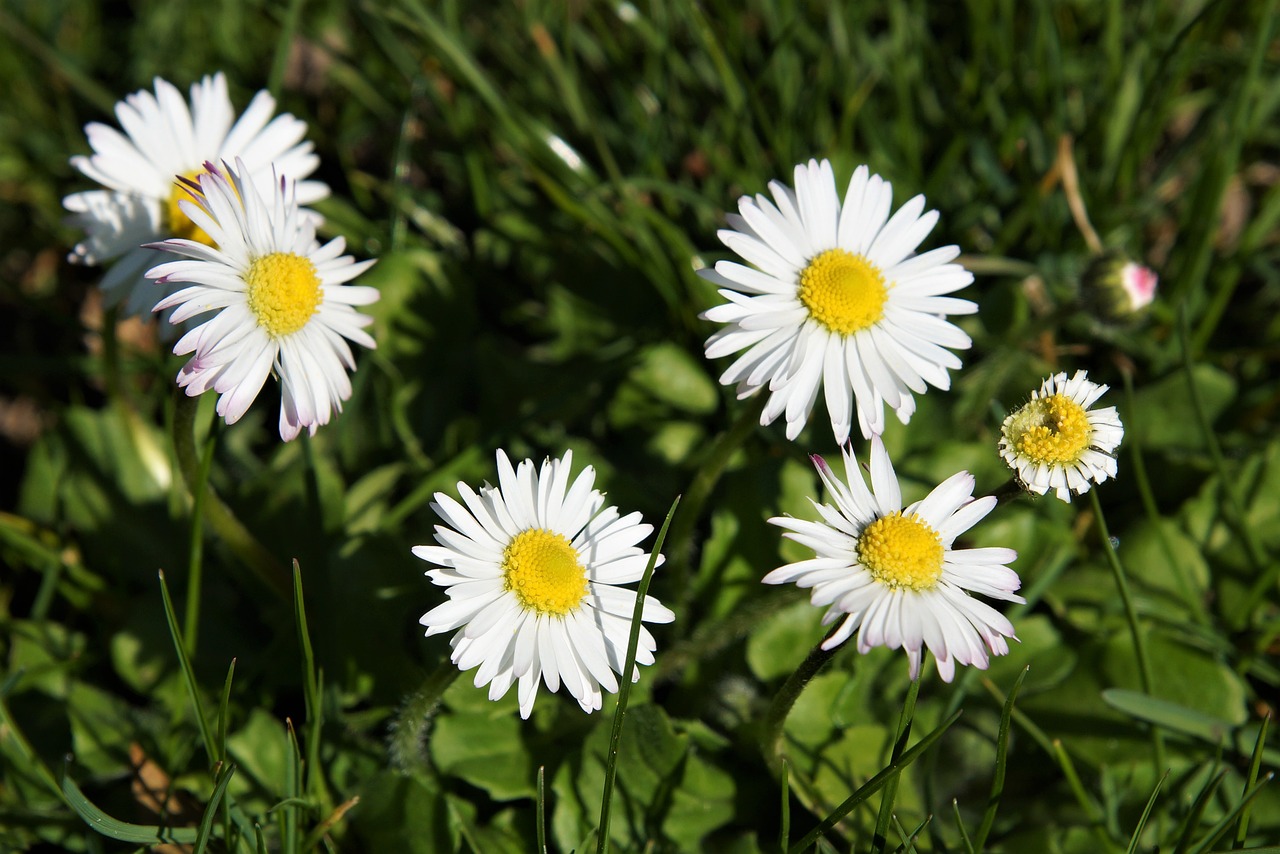 daisy  meadow  spring free photo