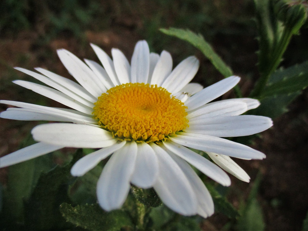 daisy  flower  spring free photo