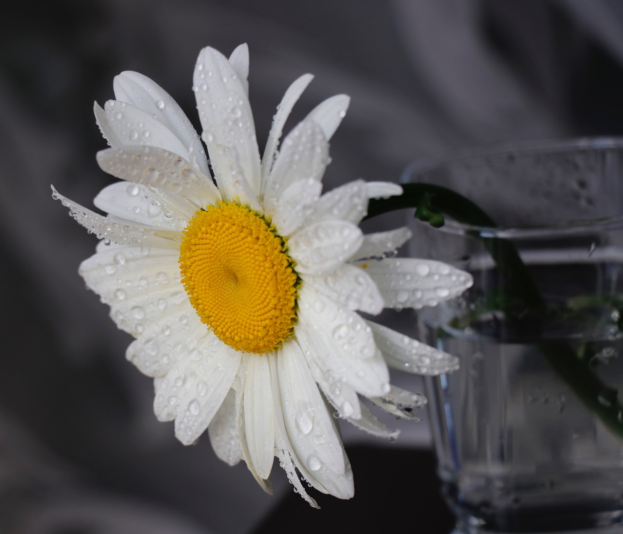 daisy  flower  rosa free photo