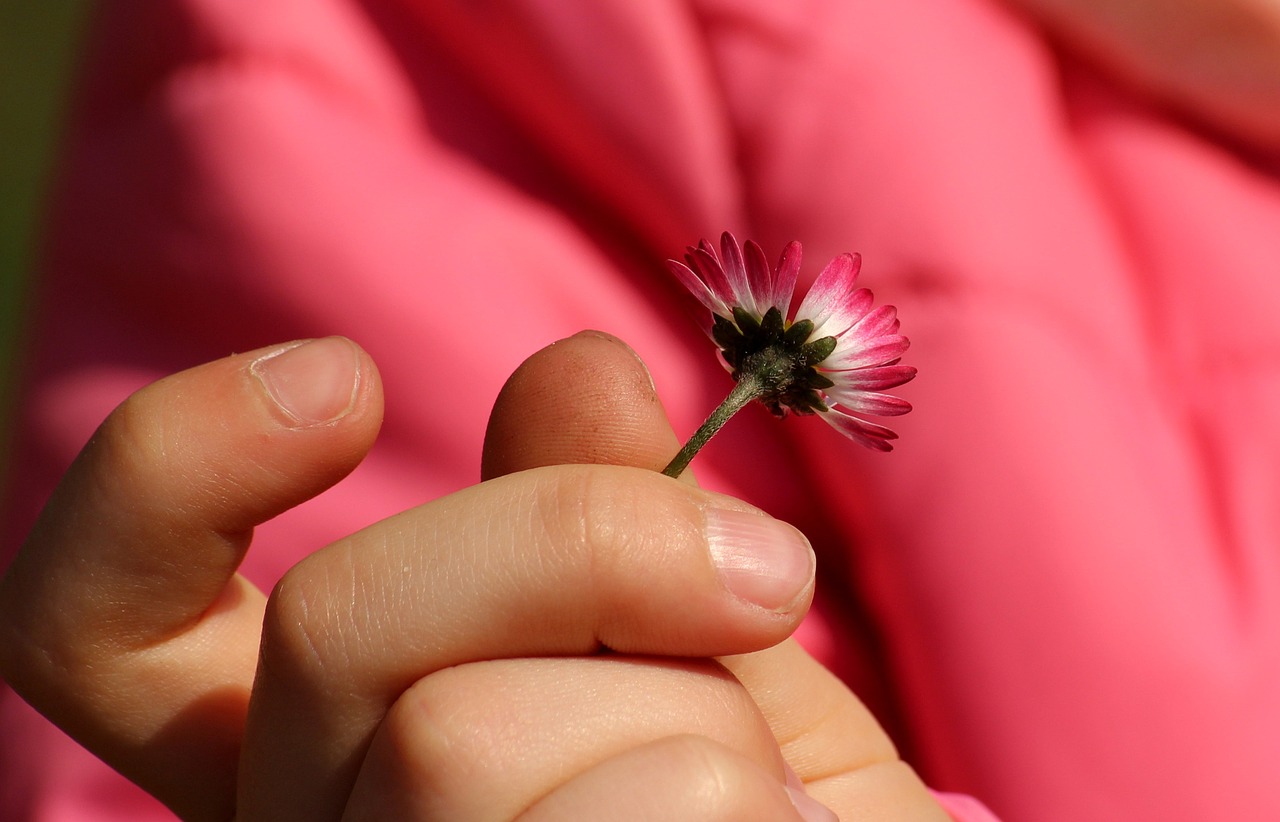 daisy  the child's hand  spring free photo