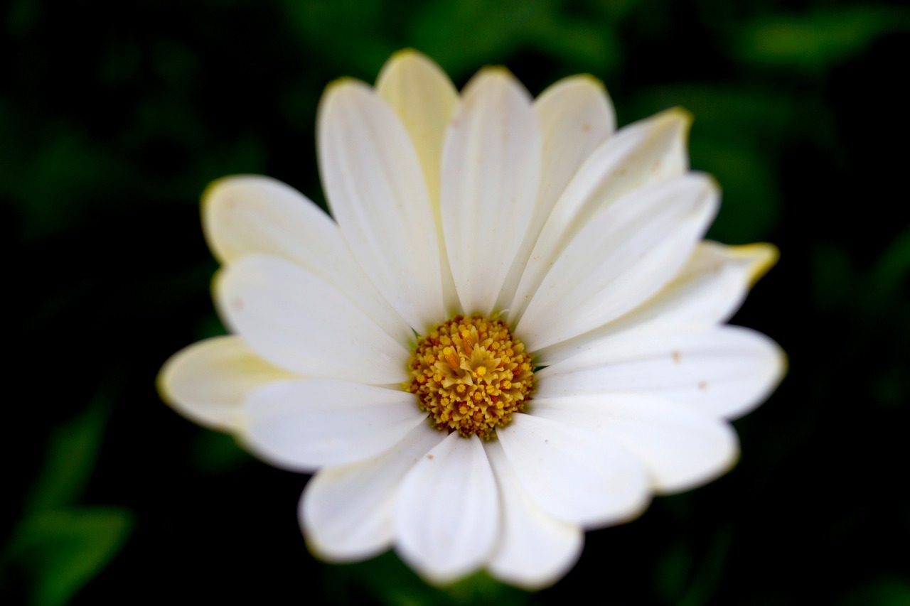 daisy  flower  spring free photo