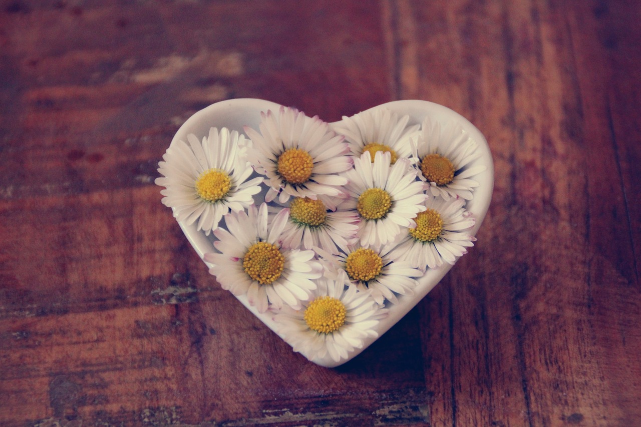 daisy  heart  love free photo