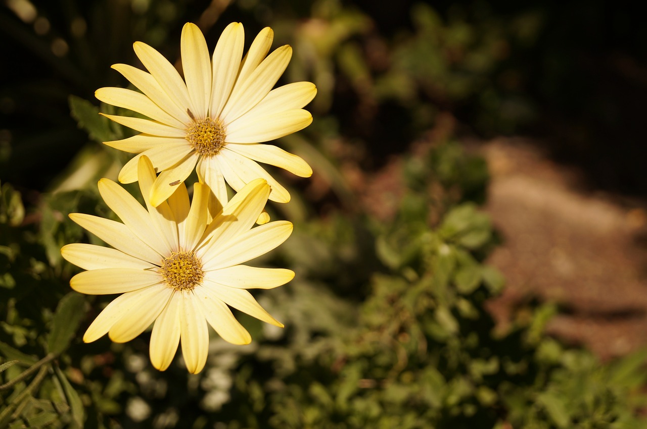 daisy yellow nature free photo