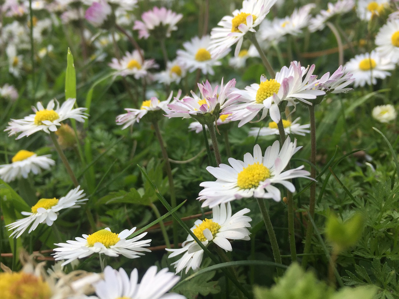 daisy  spring  flower free photo