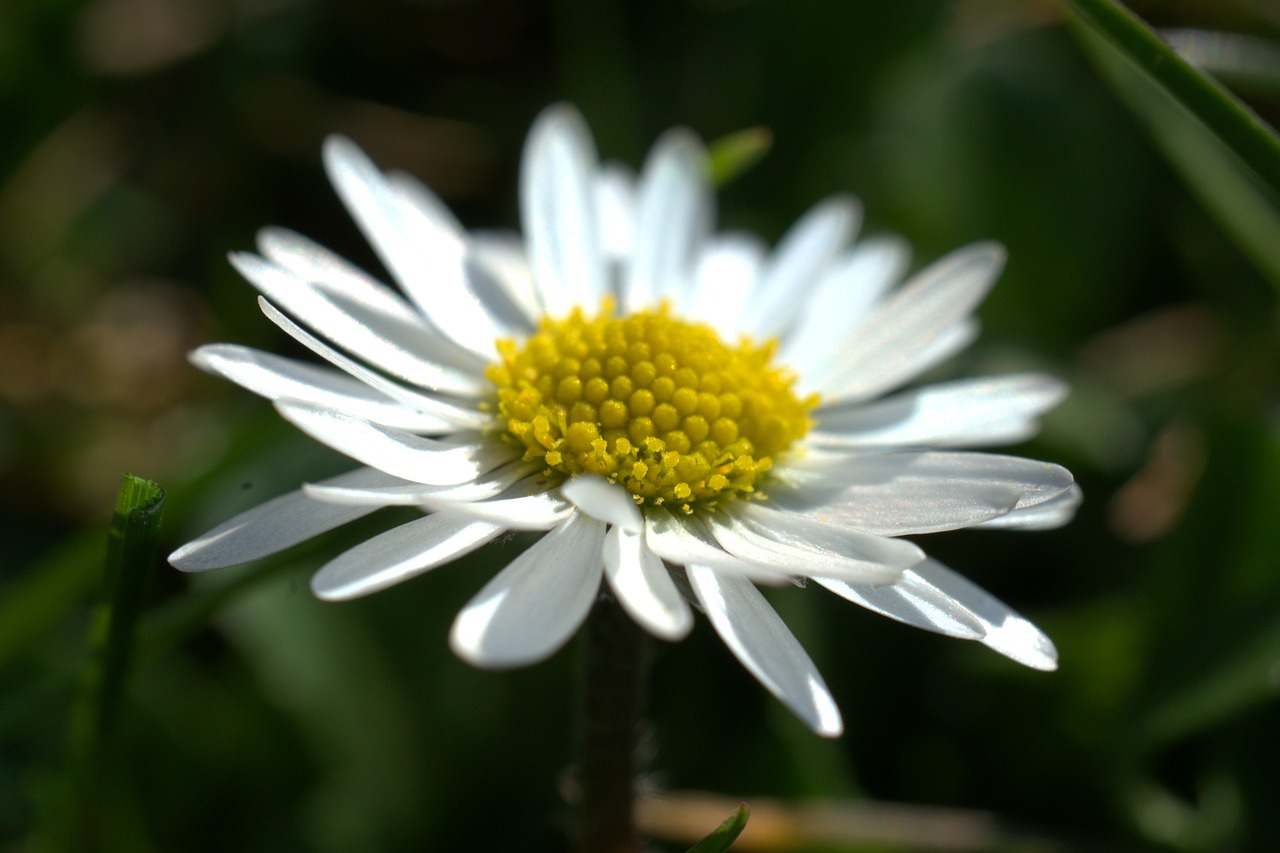 daisy  meadow  spring free photo