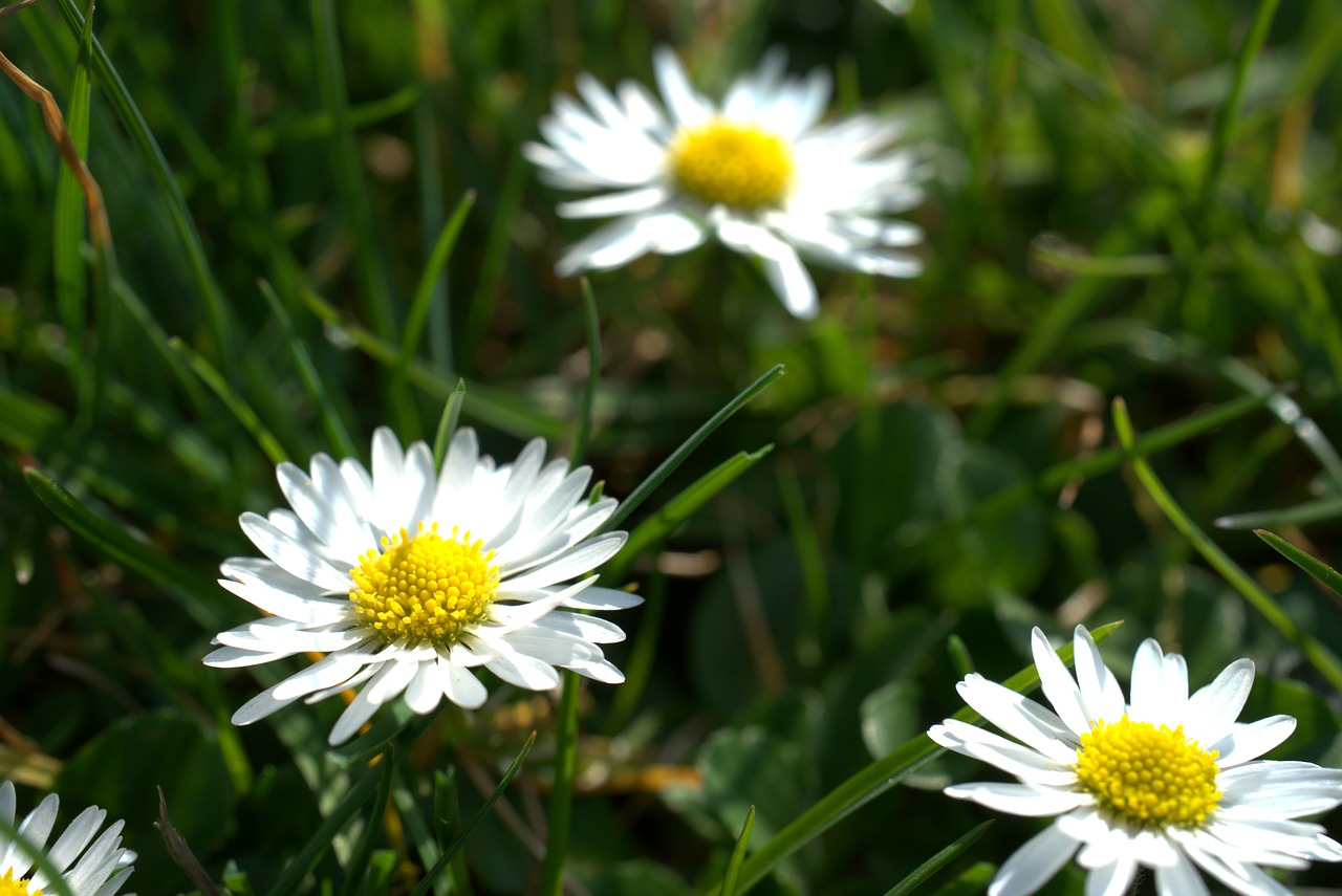 daisy  garden  spring free photo