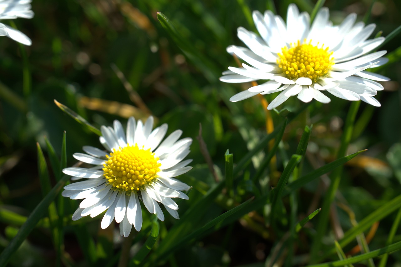 daisy  easter  garden free photo