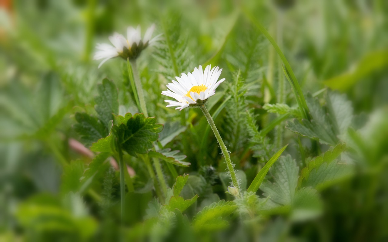 daisy  flower  plant free photo