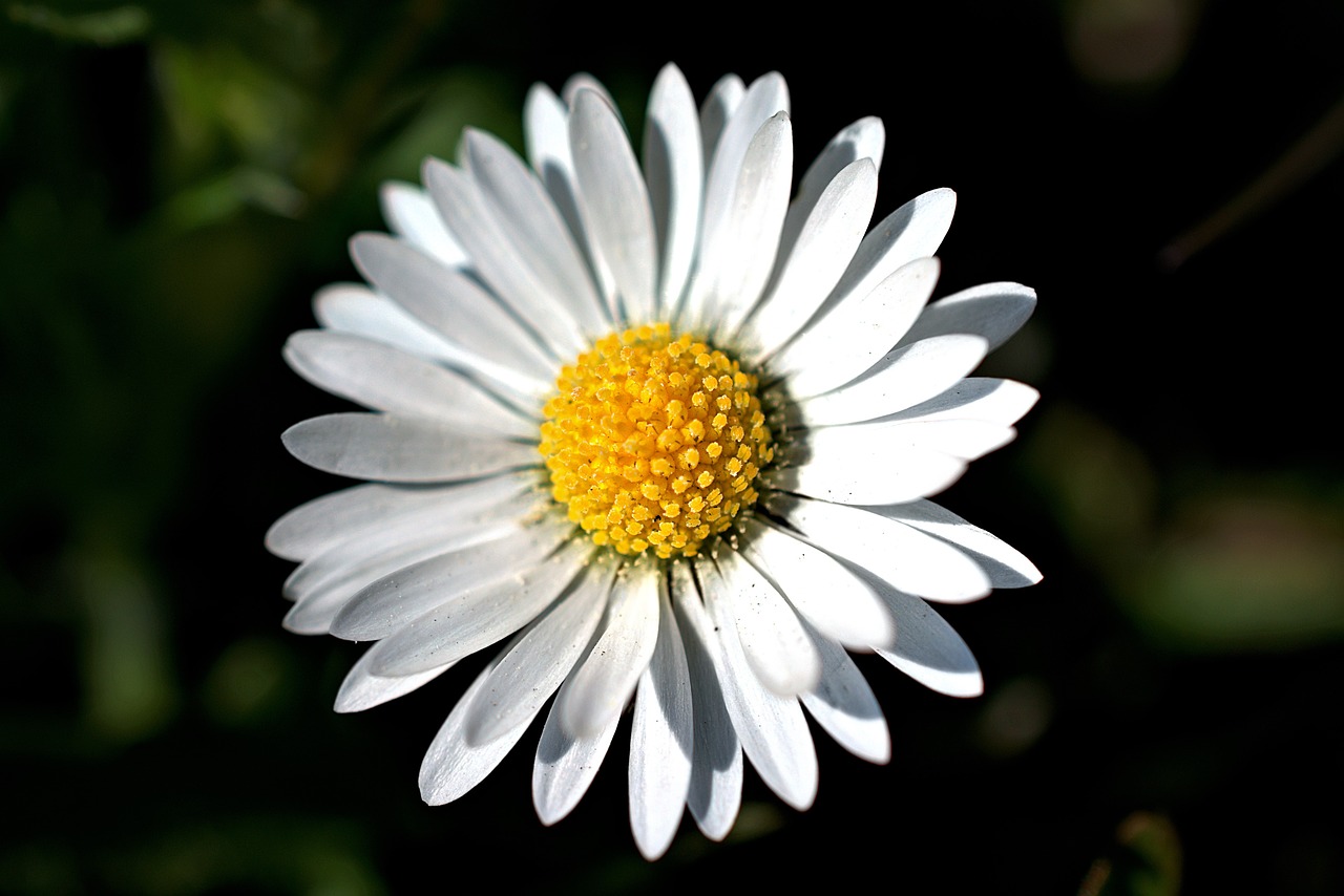 daisy  blossoms  bloom free photo