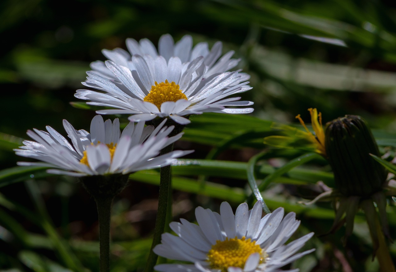 daisy  nature  garden free photo