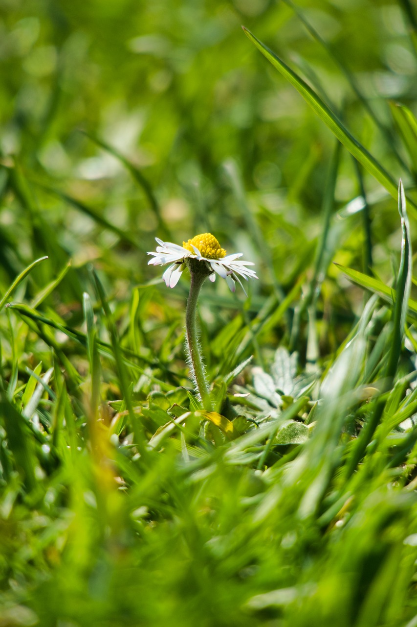 daisy  grass  spring free photo