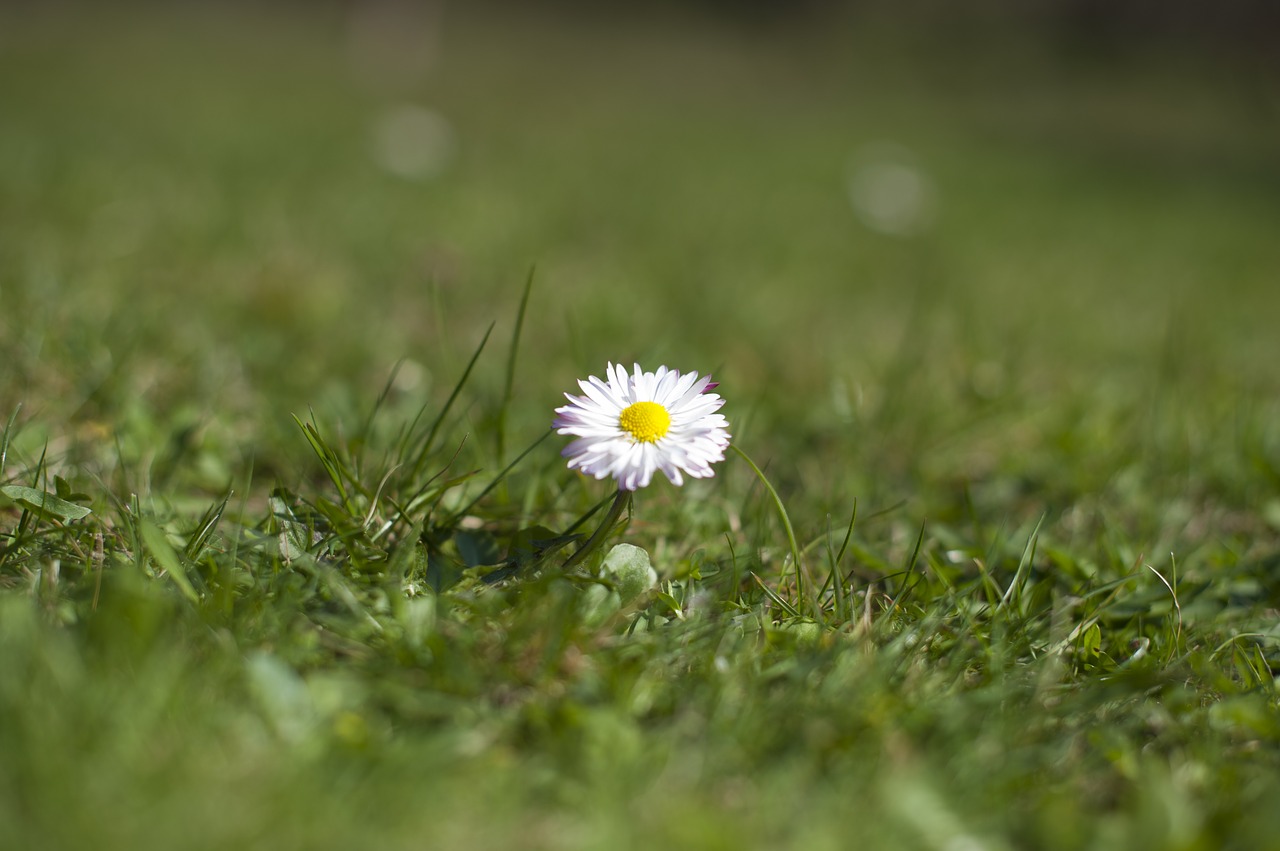 daisy  meadow  flowers free photo