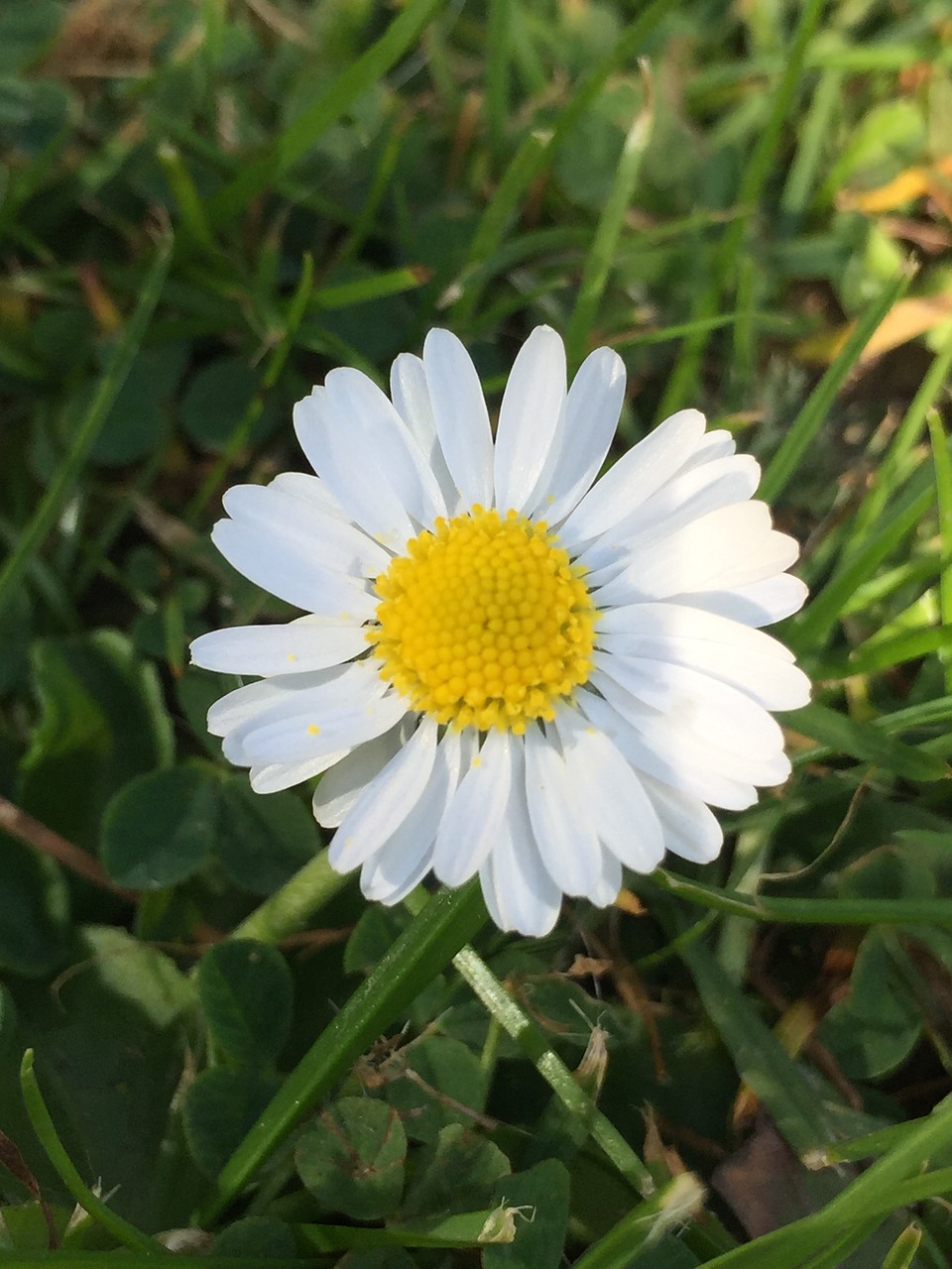 daisy  flower  garden free photo