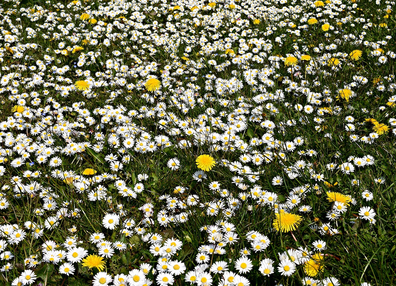 daisy  daisies  lawn free photo