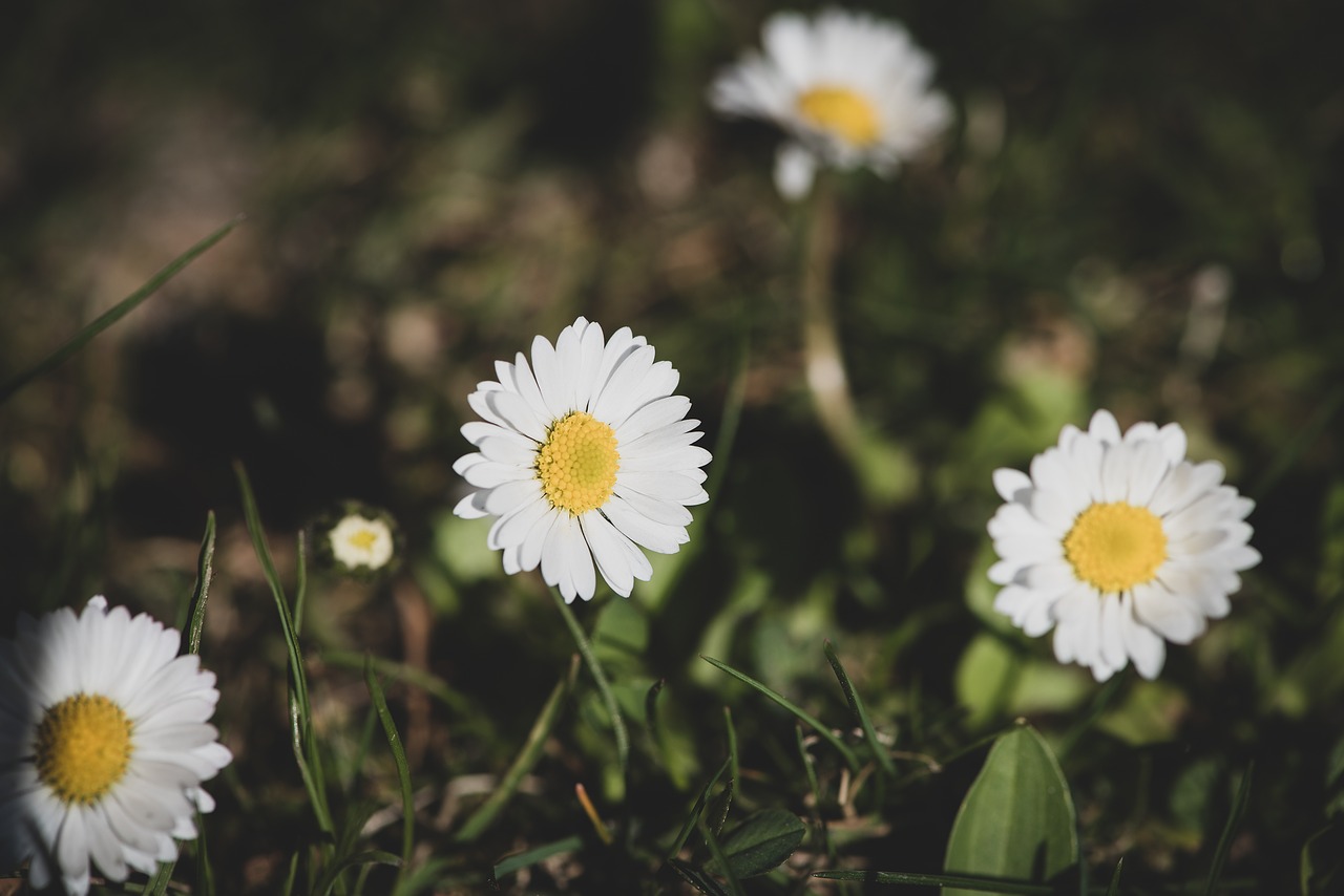 daisy  flowers  white free photo