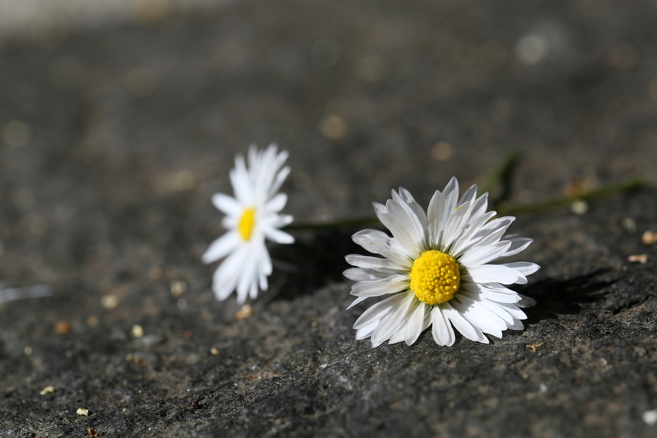 daisy  spring  blossom free photo