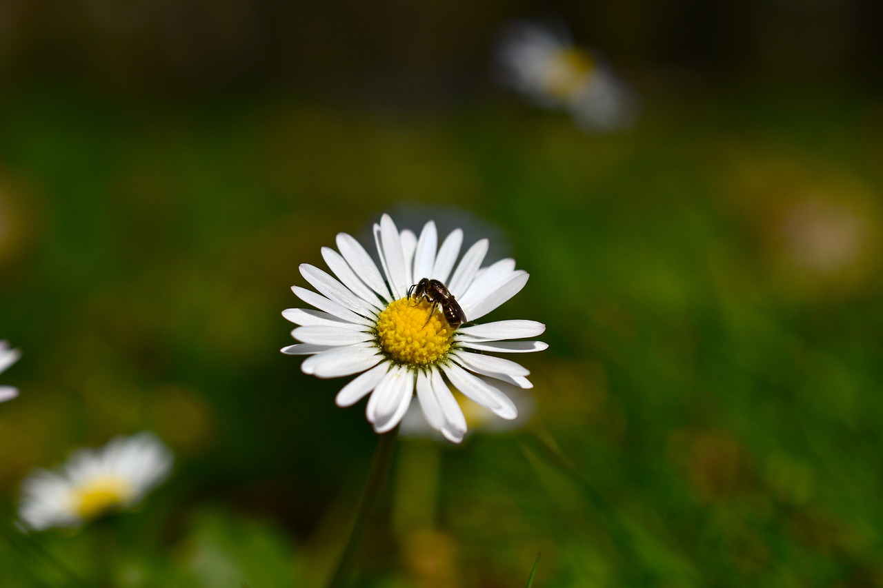 daisy  flower  insect free photo