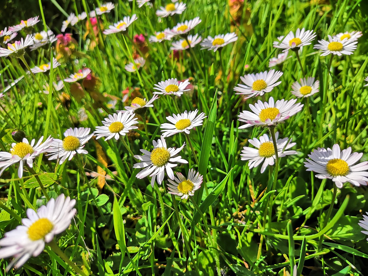 daisy  spring  meadow free photo