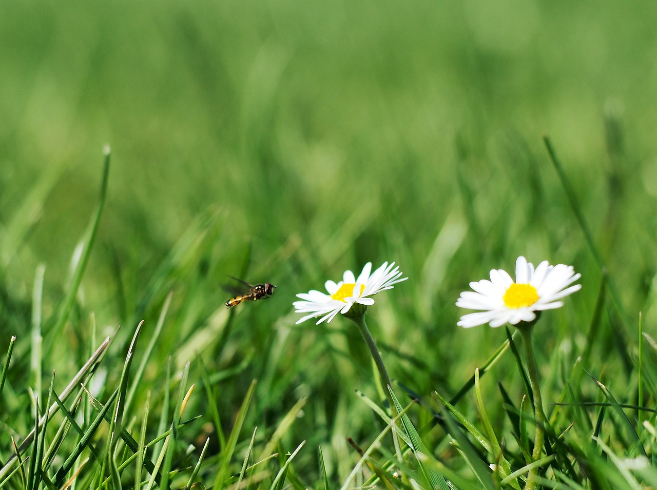 daisy  flower  meadow free photo