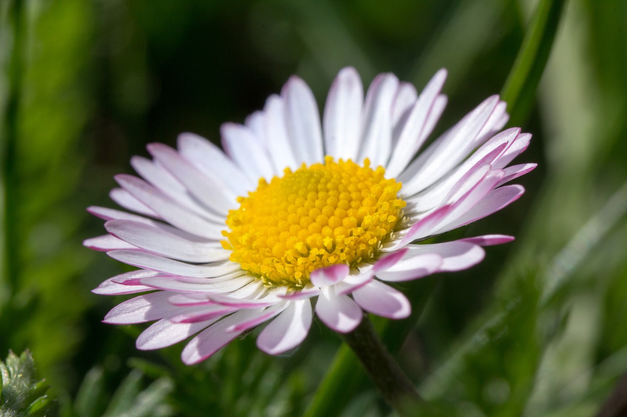 daisy  blossom  bloom free photo