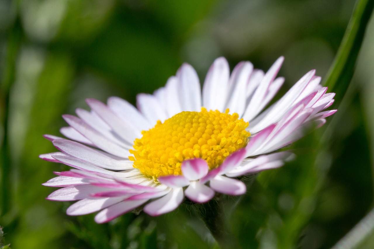 daisy  blossom  bloom free photo