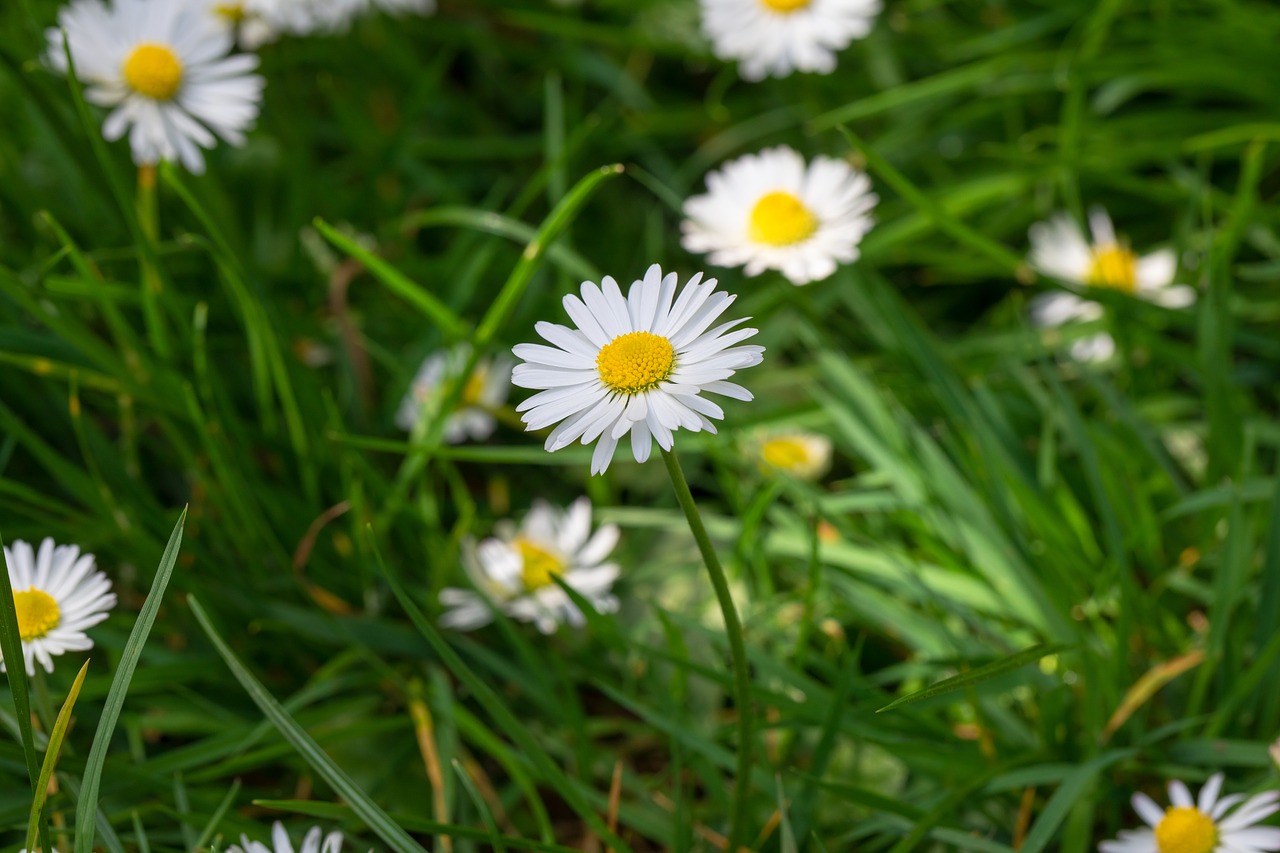 daisy  flower  flowers free photo