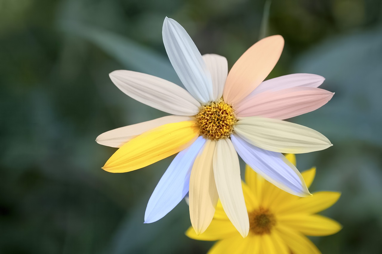 daisy  colourful flower  multicolor free photo