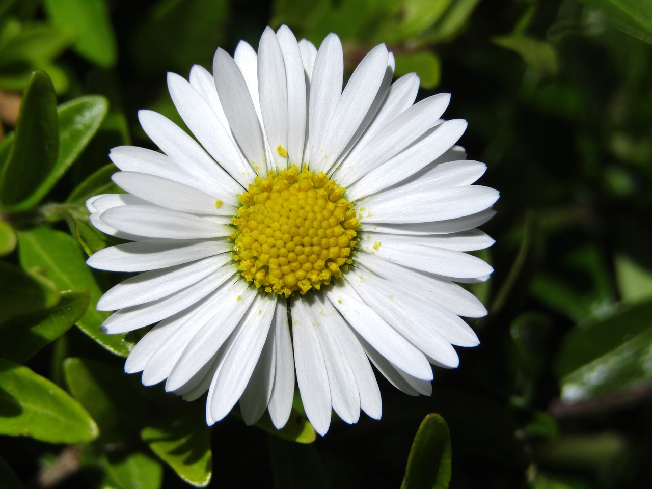 daisy  marie flower  yellow free photo