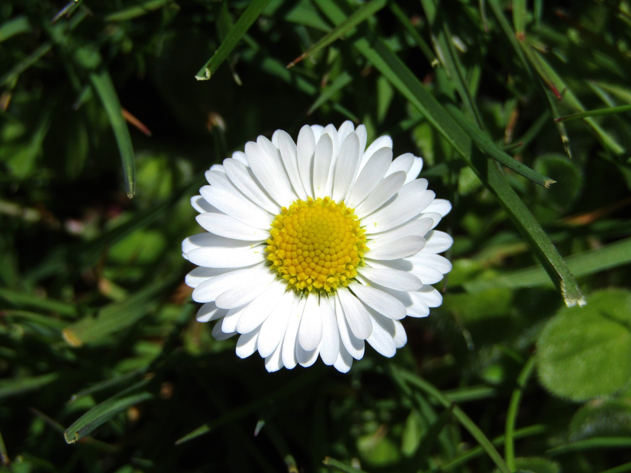 daisy  marie flower  yellow free photo