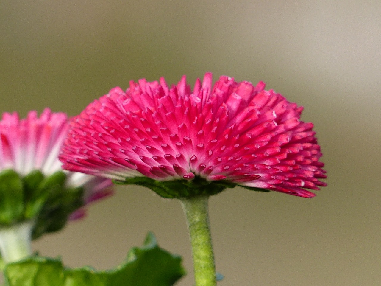 daisy  pink  flower free photo