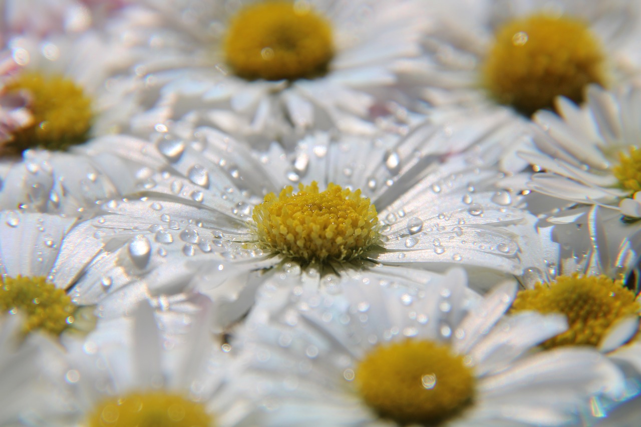 daisy  drop of water  meadow free photo