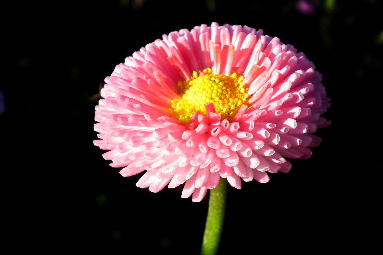 daisy  flower  spring free photo