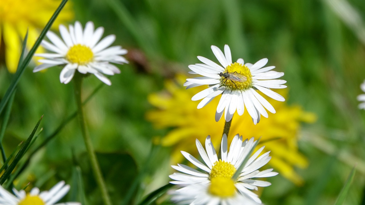 daisy  fly  insect free photo