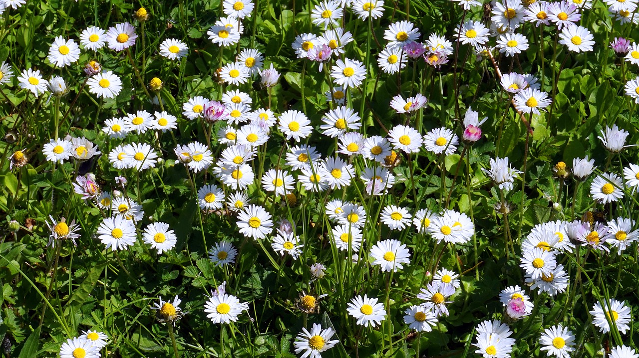 daisy  meadow  nature free photo