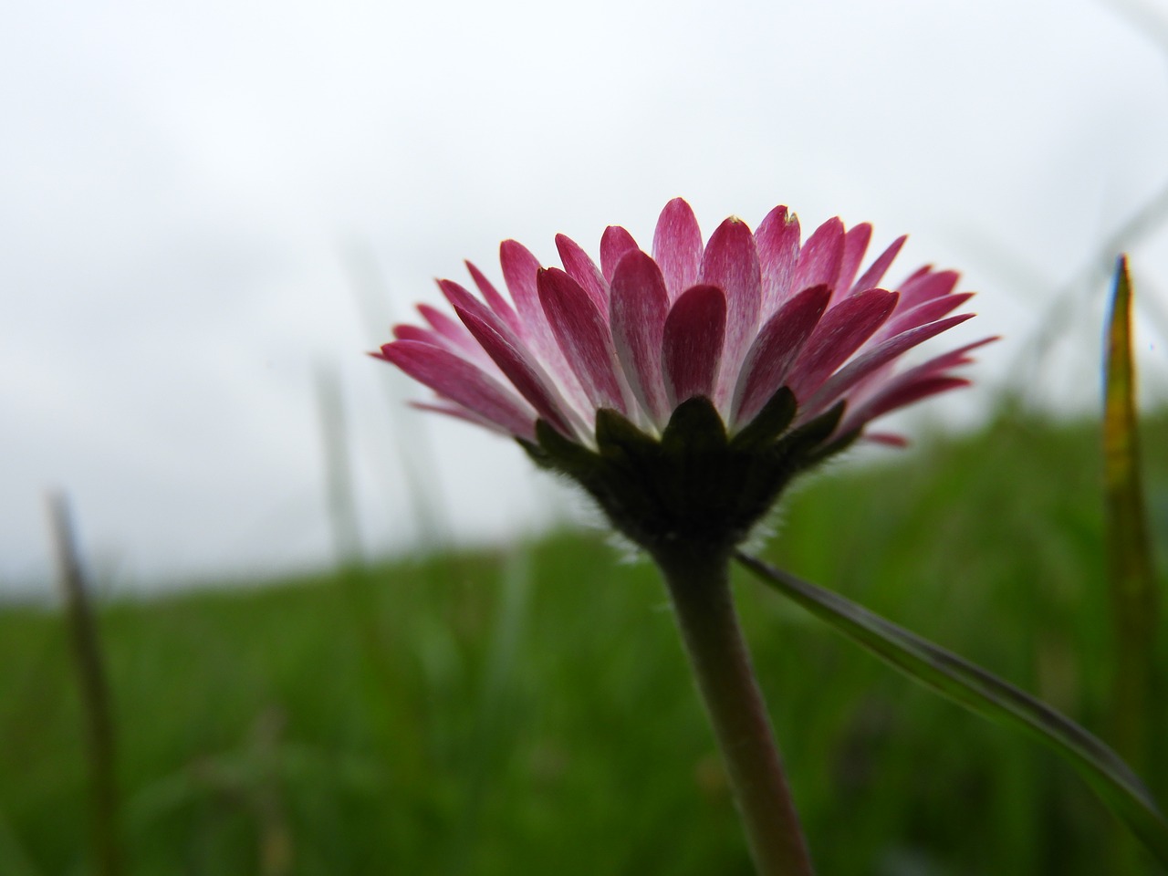 daisy  flower  spring free photo