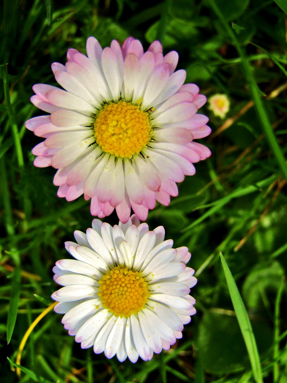 daisy  marie flower  yellow free photo