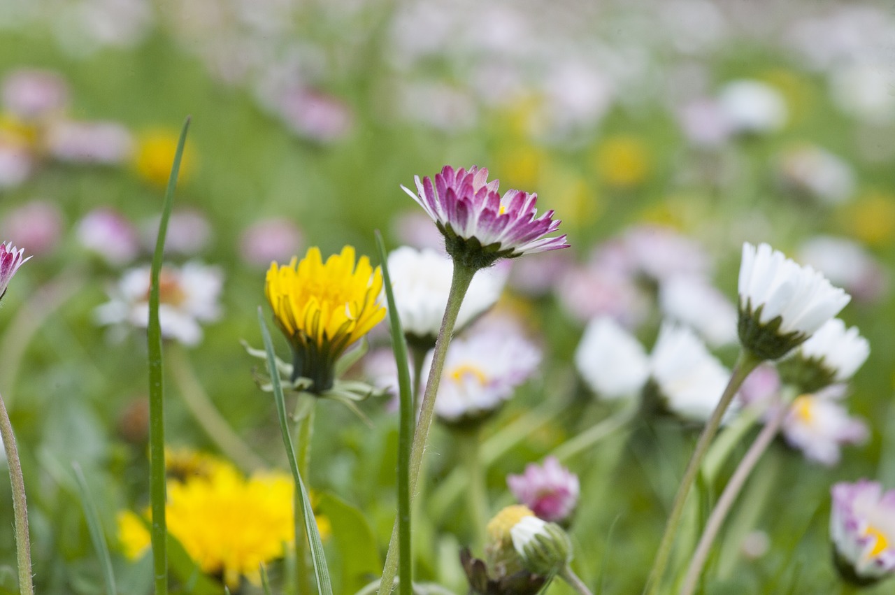 daisy  sow-thistle  spring free photo