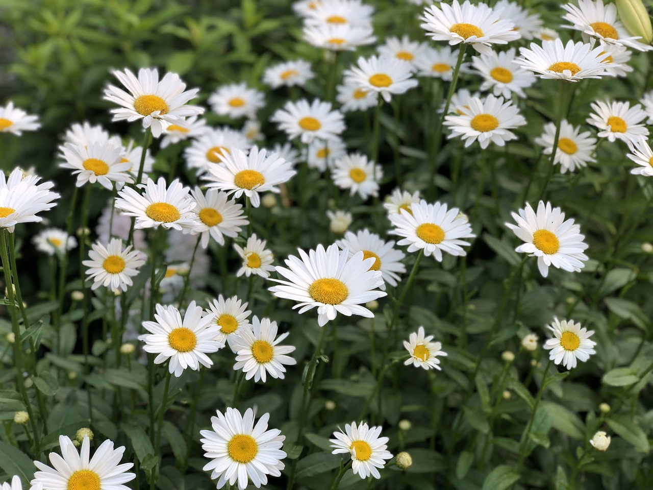 daisy  flower  garden free photo