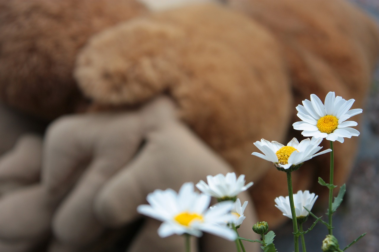 daisy flower white free photo