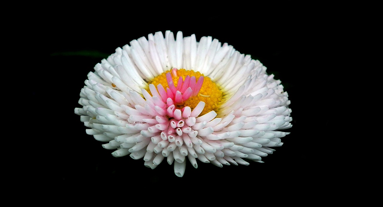 daisy  flower  spring free photo