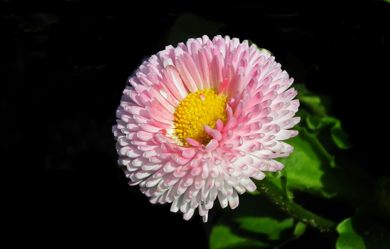 daisy  flower  pink free photo