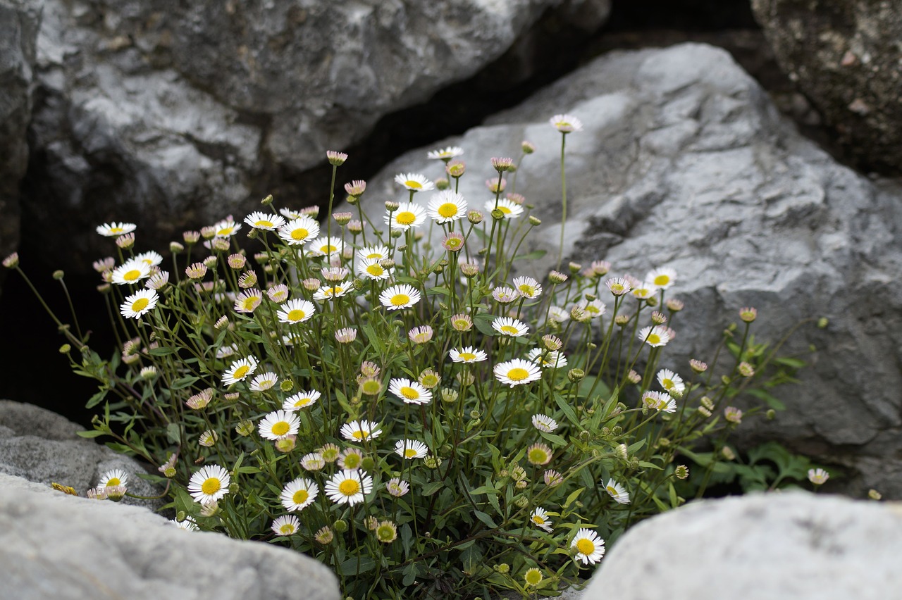 daisy  flowers  stones free photo