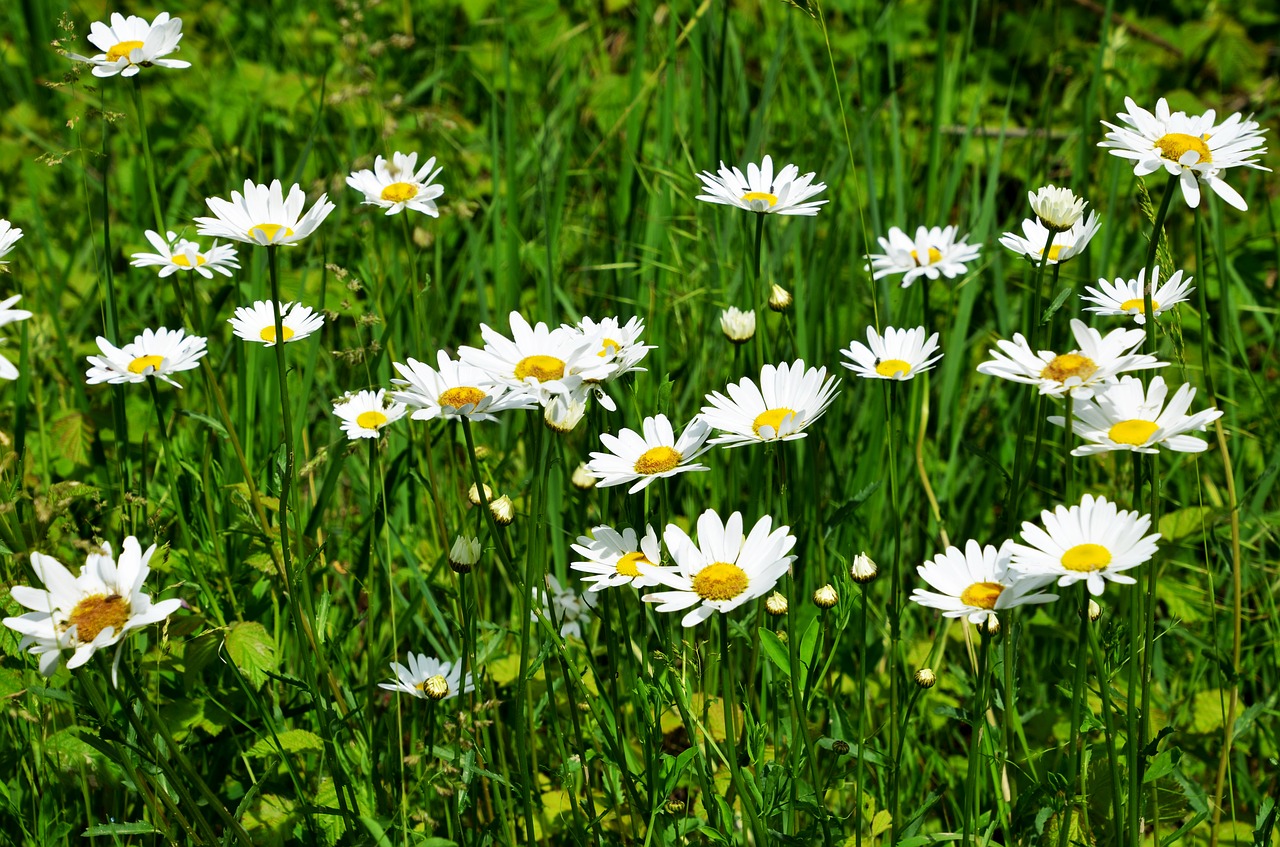 daisy  flowers  daisies free photo