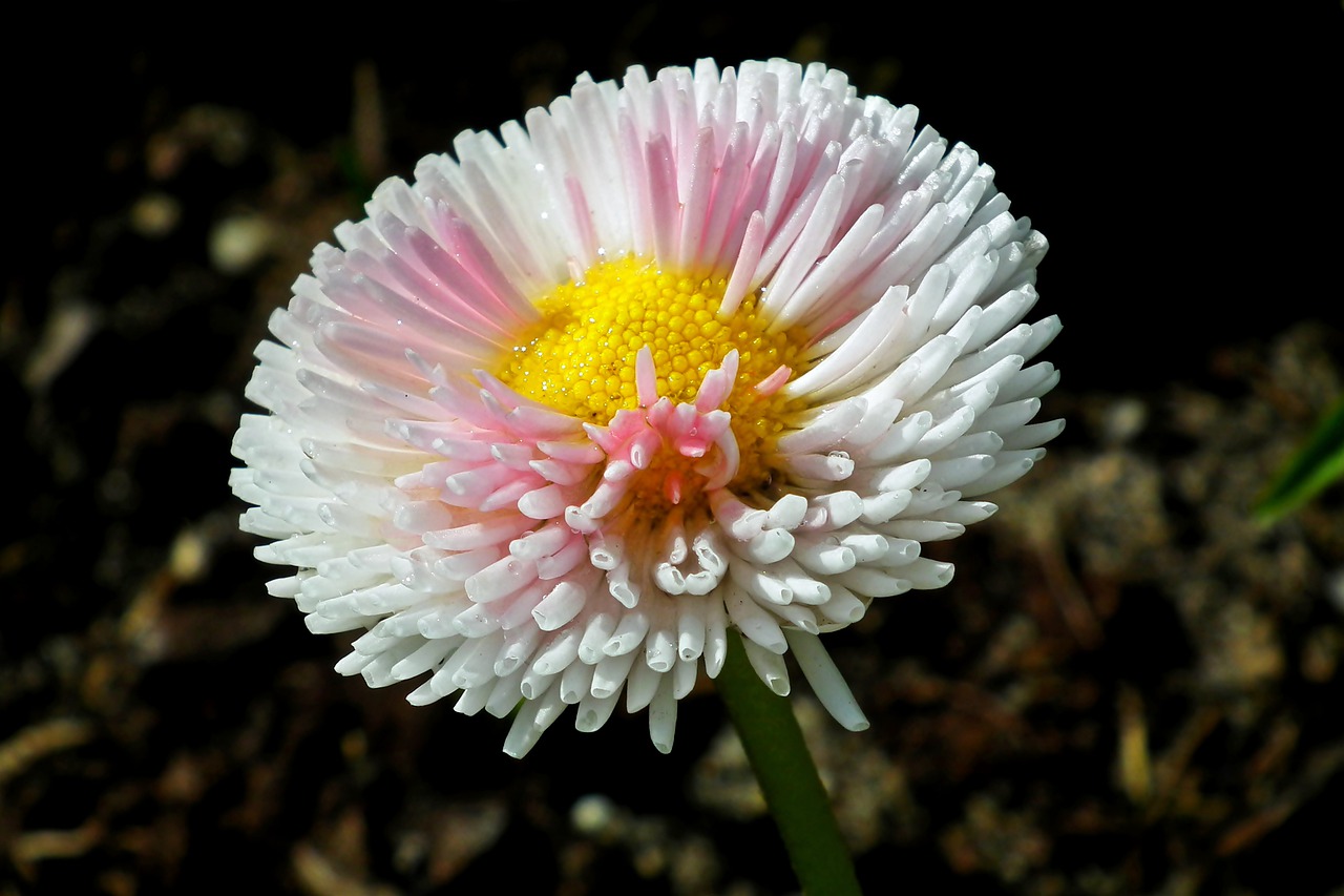 daisy  flower  color free photo